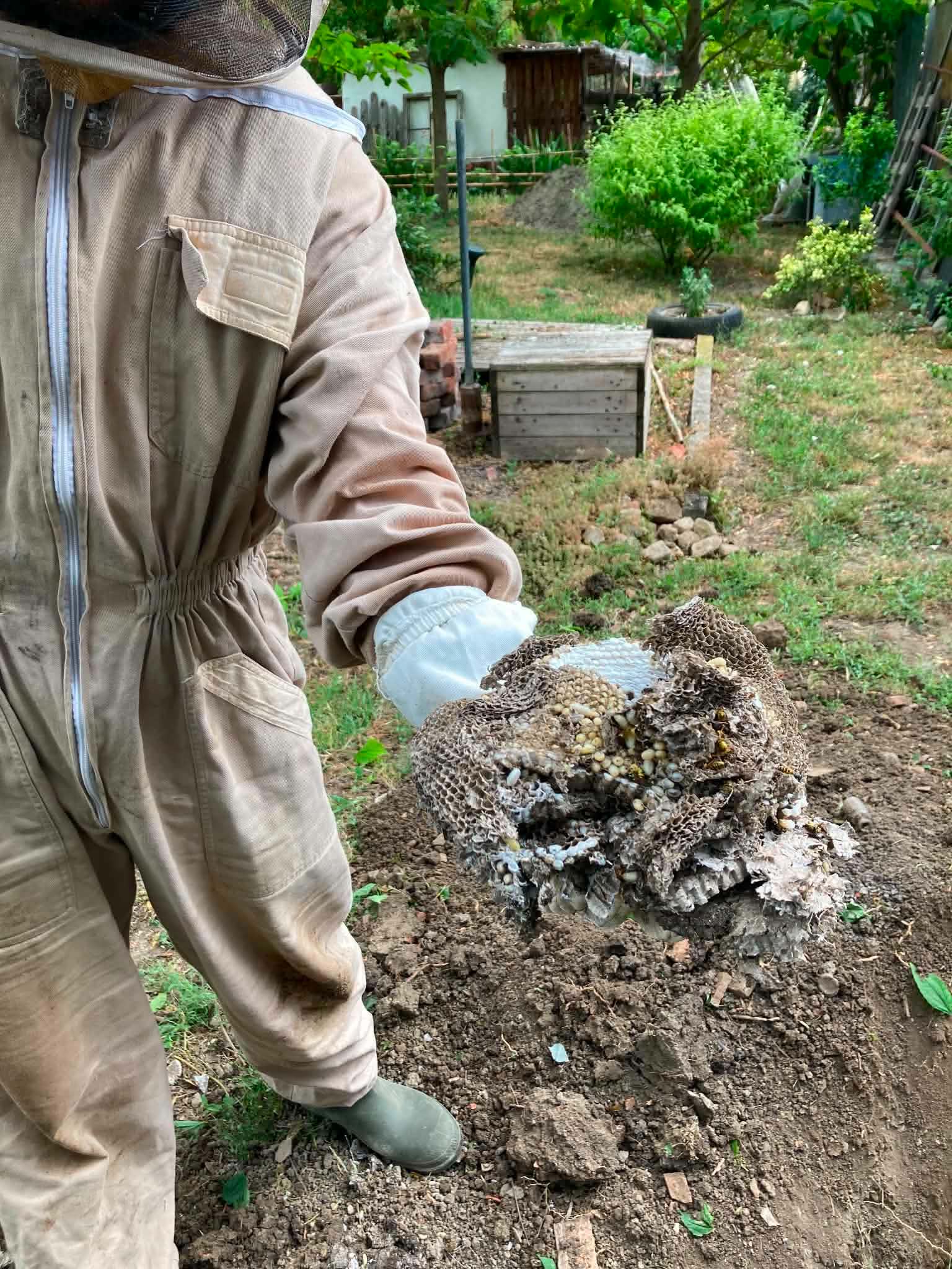 Céges és társasházi kártevőirtás Pécs